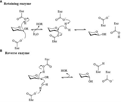 Gut microbiome-derived hydrolases—an underrated target of natural product metabolism